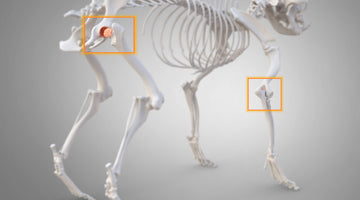 How to know if your dog has hip dysplasia